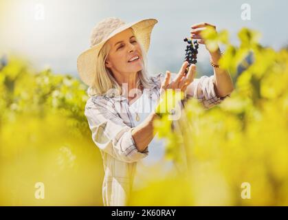 Un agricoltore caucasico senior che raccoglie uve rosse fresche dalla pianta in vigna. Donna anziana in piedi da sola e toccando raccolti e prodotti per esaminare Foto Stock