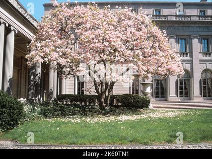 Il Frick Museum di New York. Collezione d'arte Frick. Albero di Magnolia di fronte all'edificio residenziale privato sulla Fifth Avenue a New York USA Foto Stock