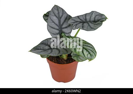 Pianta di casa tropicale 'Alocasia Baginda Silver Dragon' in pentola su sfondo bianco Foto Stock