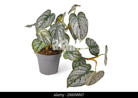 Pianta di casa tropicale 'Philodendron Brandtianum' con motivo d'argento sulle foglie in vaso di fiori su sfondo bianco Foto Stock