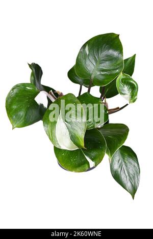 Pianta di casa tropicale 'Philodendron White Knight' con macchie bianche di variegazione su sfondo bianco Foto Stock