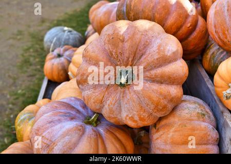 Grandi zucche arancioni 'Musquee de Provence'. Chiamata anche zucca da fiaba Foto Stock