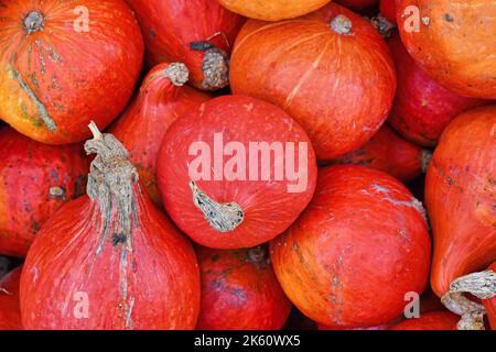 Rosso brillante Kuri Hokkaido squash in pila Foto Stock