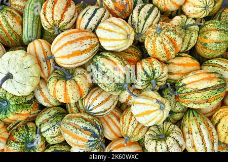 Vista dall'alto molte colorate striate di Acorn, Carnival e Delicata squashes Foto Stock