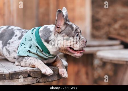 Cane Bulldog francese con fazzoletto blu sdraiato tra i tamburi industriali in legno per cavi Foto Stock