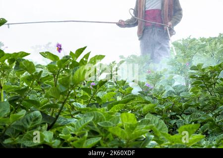 Persona spruzzando un raccolto di patate. Coltivatore che applica insetticidi a patate. Lavoro sul campo, agricoltura Foto Stock