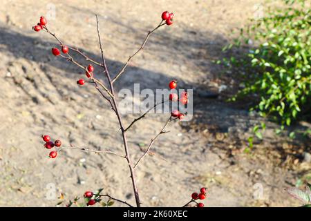rosa matura su un ramo. un ramo senza foglie Foto Stock