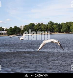 Gabbiani che volano in fila sull'Alster ad Amburgo, Germania Foto Stock