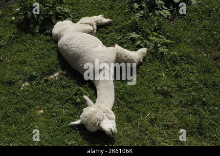 alpaca primo piano adorabile morbido ritratto rilassante su erba Foto Stock