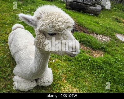 alpaca primo piano adorabile morbido ritratto rilassante su erba Foto Stock