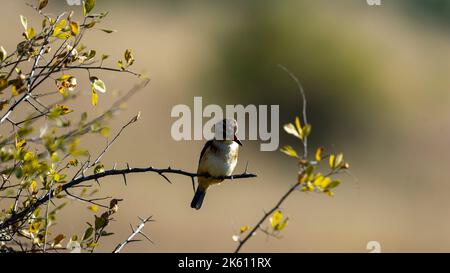 Kingfisher con cappuccio marrone (Halcyon albiventris) Riserva Naturale di Pilanesberg, Sudafrica Foto Stock