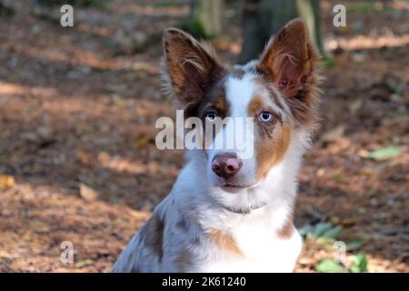 Un tricolore rosso merle bordo collie cucciolo di cinque mesi, nel bosco. Foto Stock
