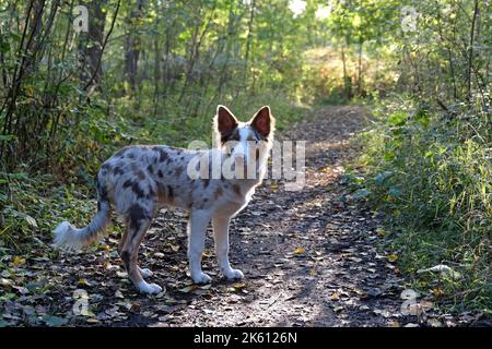Un tricolore rosso merle bordo collie cucciolo di cinque mesi, nel bosco. Foto Stock