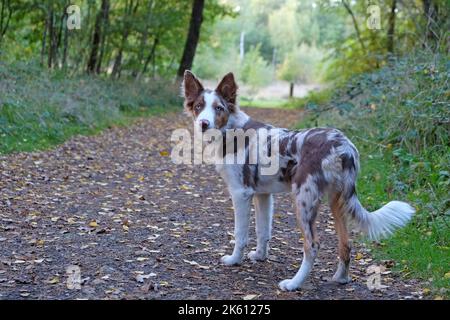Un tricolore rosso merle bordo collie cucciolo di cinque mesi, nel bosco. Foto Stock