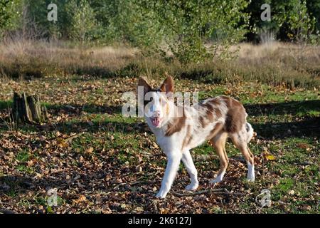 Un tricolore rosso merle bordo collie cucciolo di cinque mesi, nel bosco. Foto Stock