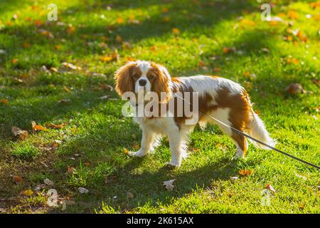 Cavalier re charles spaniel cane su un guinzaglio nel parco in autunno