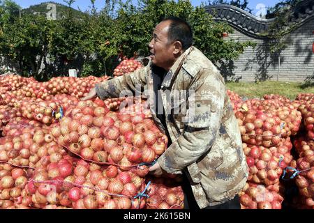 Zaozhuang, provincia cinese di Shandong. 9th Ott 2022. Un cliente acquista melograni in un mercato nella città di Liuyuan del distretto di Yicheng nella città di Zaozhuang, provincia di Shandong della Cina orientale, 9 ottobre 2022. Gli abitanti del villaggio sono impegnati a raccogliere e commerciare melograni recentemente a Liuyuan, una città famosa per la produzione di melograni. Credit: Fan Changguo/Xinhua/Alamy Live News Foto Stock