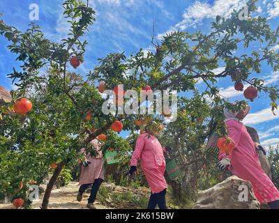 Zaozhuang, provincia cinese di Shandong. 9th Ott 2022. Gli abitanti del villaggio raccolgono melograni in un frutteto nella città di Liuyuan del distretto di Yicheng nella città di Zaozhuang, provincia di Shandong della Cina orientale, 9 ottobre 2022. Gli abitanti del villaggio sono impegnati a raccogliere e commerciare melograni recentemente a Liuyuan, una città famosa per la produzione di melograni. Credit: Fan Changguo/Xinhua/Alamy Live News Foto Stock