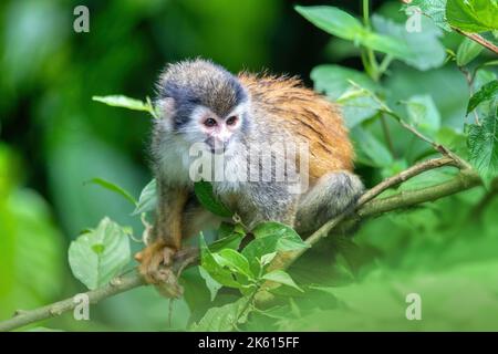 Simpatica scimmia scoiattolo centroamericana (saimiri oerstedii), Quepos, fauna selvatica del Costa Rica Foto Stock