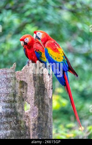 Scarlatto macaw (Ara macao), coppia seduta all'ingresso del loro nido nella cavità di un tronco di albero. Quepos, Wildlife e birdwatching in Costa Rica Foto Stock