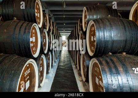 File di botti di rovere con vino e cognac nella cantina di una cantina. Un'antica cantina di vini con molte botti di rovere Foto Stock