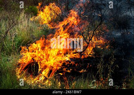 Gestione dei Bushfire nell'Outback australiano. Foto Stock