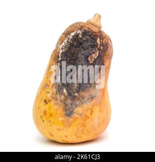 Zucca ammuffita isolata su sfondo bianco Foto Stock