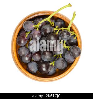 Vitigni comuni, in una ciotola di legno. Vitigni appena raccolti di uve selvatiche mature, Vitis vinifera, con piccole uve viola scuro. Foto Stock