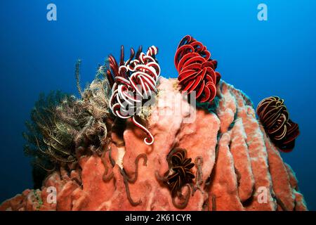 Mare delle Andamane - rari coralli molli e creature marine Foto Stock