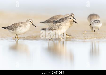 Primo anno di calendario nodo rosso (Calidris canutus) in inverno piumaggio foraggio sulla spiaggia. Foto Stock