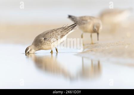 Primo anno di calendario nodo rosso (Calidris canutus) in inverno piumaggio foraggio sulla spiaggia. Foto Stock