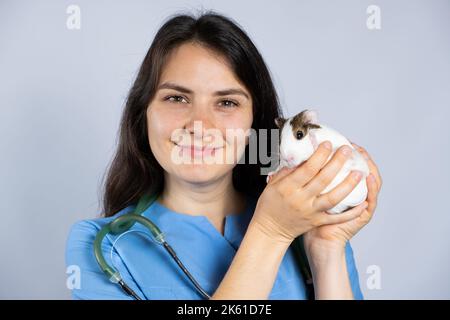 Veterinario tiene un piccolo porcellino d'India nelle sue mani e sorride da vicino Foto Stock