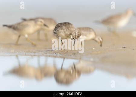 Primo anno di calendario nodo rosso (Calidris canutus) in inverno piumaggio foraggio sulla spiaggia. Foto Stock