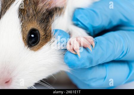 Il veterinario mostra gli artigli di un piccolo porcellino d'India. Foto Stock