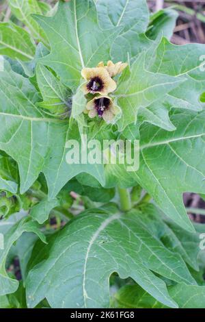 Nero henbane o puzzolente nightshade Hyoscyamus niger fiore. Pianta velenosa, Healing Niger Hyoscyamus in fiore Foto Stock