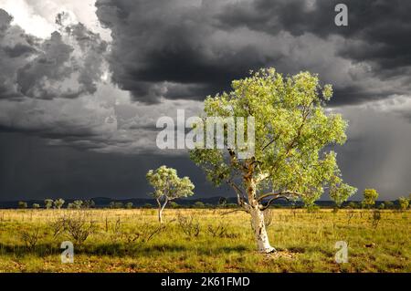 White Gum Trees sotto una tempesta imminente nella Pilbara australiana. Foto Stock