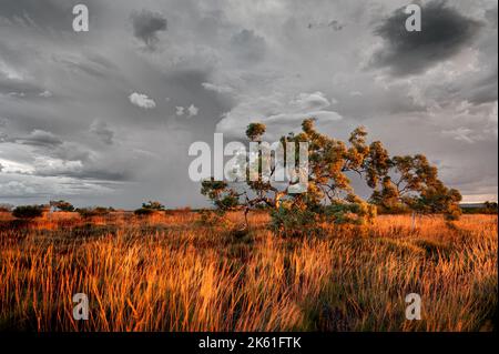 L'albero di eucalipto gnarled in luce di sera colorata sotto una tempesta imminente. Foto Stock