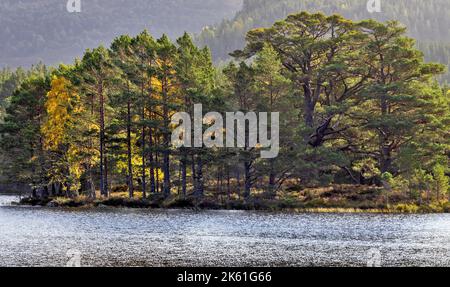 Loch an Eilein Aviemore Scozia Pino scozzese Pinus sylvestris e betula di betulla gialla si affacciano sul Loch in un bel giorno d'autunno Foto Stock