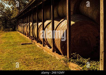 Foto di balle di fieno impaccate in un fienile in una fattoria nelle pianure in Virginia. Foto Stock