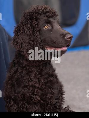 Acqua irlandese Spaniel cucciolo Foto Stock