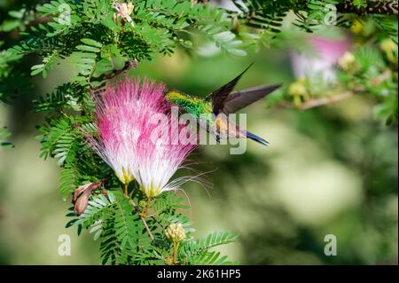 Colibrì rumpato di rame che sorseggia il nettare di un fiore di Powderpuff su un albero di Calliandra. Foto Stock