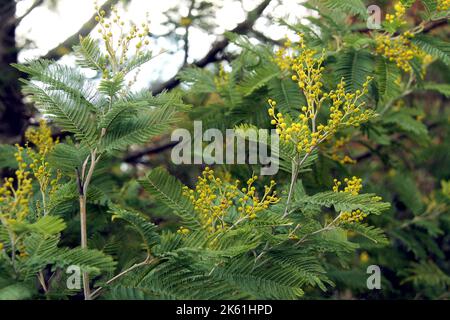 Primo piano di Acacia Dealbata in fiore in Puglia Foto Stock