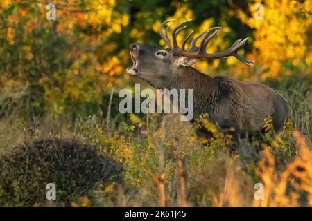 Il cervo rosso o il Cervus elaphus ruggisce durante il solco nel bosco autunnale tra erba e alberi Foto Stock
