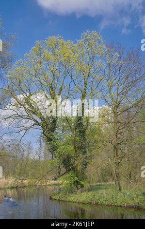 Fiume nette nel Parco Naturale di Schwalm nette vicino a Nettetal, regione del basso Reno, Germania Foto Stock