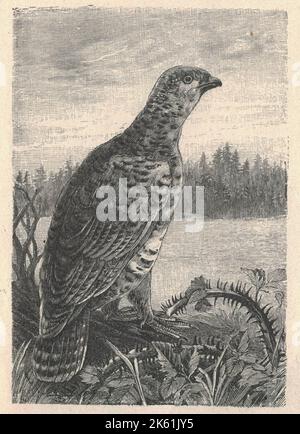 Antica illustrazione incisa dell'inguine femminile. Illustrazione vintage dell'inguine femminile. Vecchia immagine incisa dell'uccello. Grouse sono fortemente costruiti come altri Galliformi, come i polli. Sono di lunghezza compresa tra 31 e 95 cm (da 12 a 37+1⁄2 poll.) e di peso compreso tra 0,3 e 6,5 kg (da 3⁄4 a 14+1⁄4 lb). I maschi sono più grandi delle femmine, due volte più pesanti nella capercaillie occidentale, il membro più grande della famiglia. Grouse hanno narici sfumate. Le loro gambe sono coperte di piume fino alle dita dei piedi, e in inverno anche le dita dei piedi hanno piume o piccole scale sui lati, un adattamento per camminare su Foto Stock