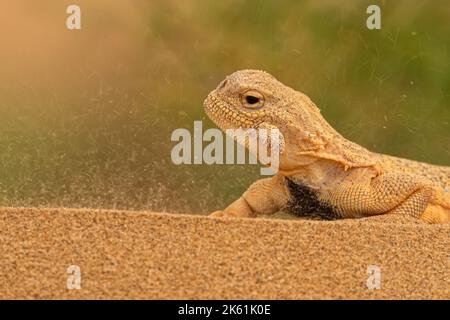 Testa di Toadhead segreta AGAMA o Phrynocephalus mystaceus. agama a testa di rospo sulla sabbia Foto Stock