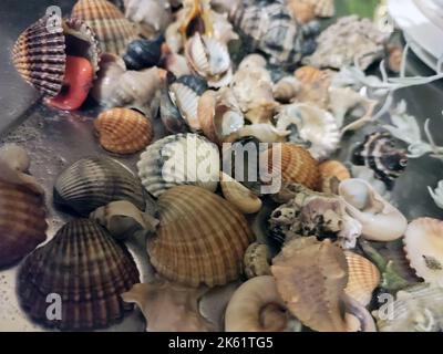 mucchio di conchiglie e molluschi di varie dimensioni e colori su una superficie Foto Stock