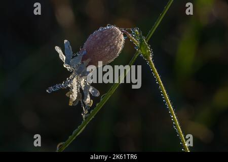 Una vescica Campion fiore coperto di rugiada nella luce del mattino Foto Stock