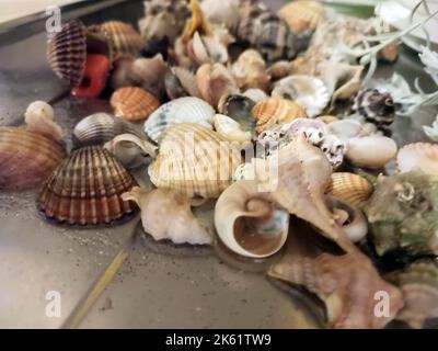 mucchio di conchiglie e molluschi di varie dimensioni e colori su una superficie Foto Stock