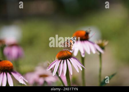 Un primo piano di una farfalla su un coneflower porpora orientale (Echinacea purpurea) Foto Stock